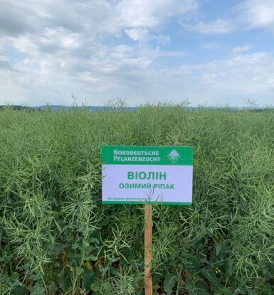 Фотографія - Ріпак "Віолін" (Традиційний)