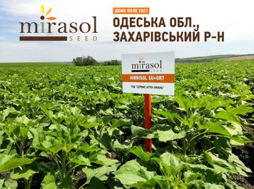 Фотографія - Соняшник Гібрісол (GIBRISOL) (під Гранстар)