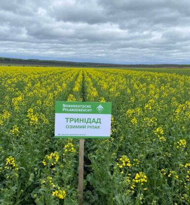 Фотографія - Насіння ріпака "ТРИНІДАД" (Озимий)