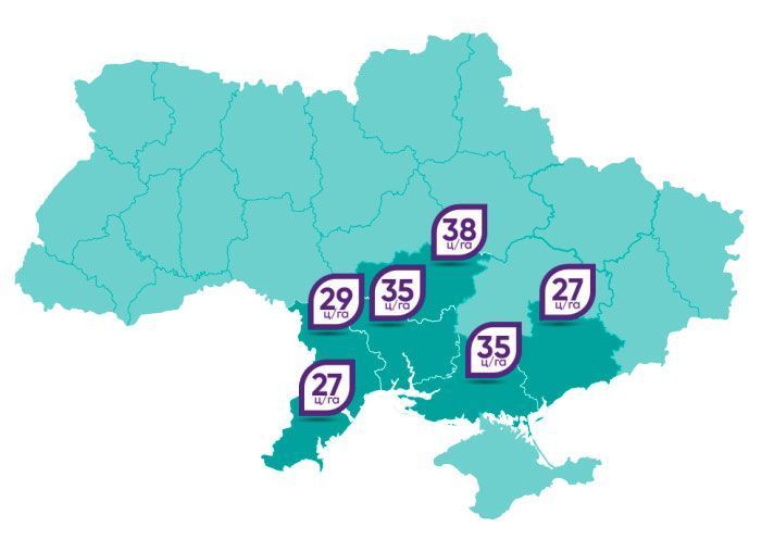 Соняшник "Флеш" (Екстра 2025 року, Ранній, Під Гранстар)